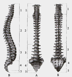 Позвоночный столб