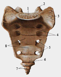 vertebral arch articular processes
