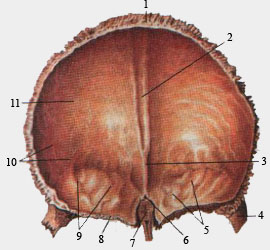 Лобная кость (вид сзади)