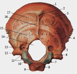 Затылочная кость (вид спереди)