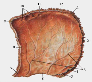 Теменная кость (внутренняя поверхность)