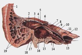 Височная кость (распил через барабанную полость вдоль длинной оси пирамиды)