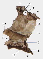 Небная кость (вид с медиальной стороны)