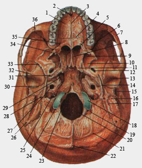 Наружное основание черепа (вид снизу)