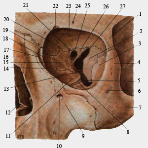 Глазница, левая (вид спереди)