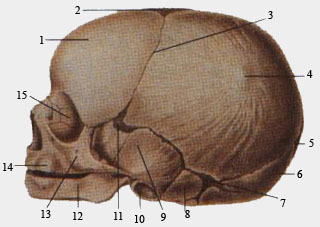 Череп новорожденного (вид сбоку)