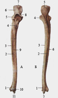 Локтевая кость.