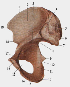 Тазовая кость. Внутренняя поверхность.
