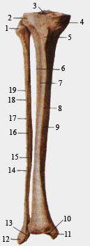 Большеберцовая и малоберцовая кости. Вид спереди.