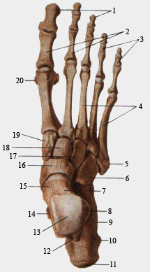 Кости стопы. Вид сверху.