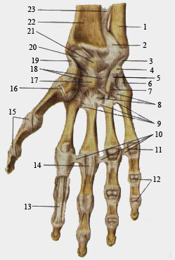 Луче-запястный сустав.