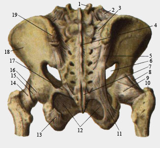 Связки таза и тазобедренного сустава. Вид сзади.