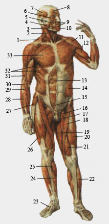 Мышцы передней поверхности тела человека. Общий вид.