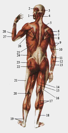 Мышцы задней поверхности тела человека. Общий вид.