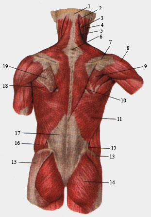 Поверхностные мышцы спины.