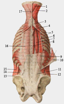 Мышцы спины и затылка.