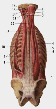 Глубокие мышцы спины и затылка.