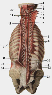 Глубокие мышцы спины и затылка.