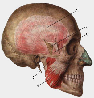 Жевательные мышцы. Вид справа.