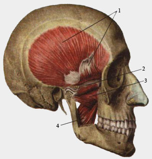 Жевательные мышцы. Вид справа.