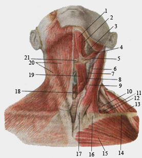 Поверхностные мышцы шеи. Вид спереди.