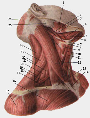 Мышцы шеи. Вид справа.