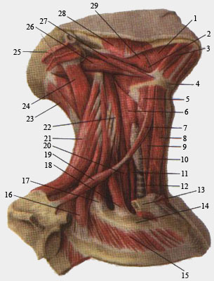 Мышцы шеи. Вид справа.