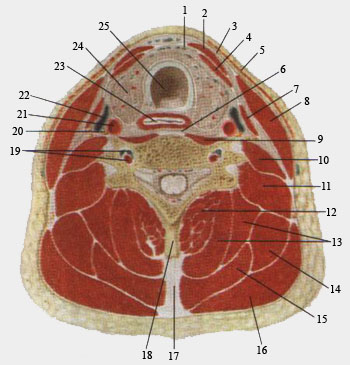 Мышци и фасции шеи на поперечном разрезе.